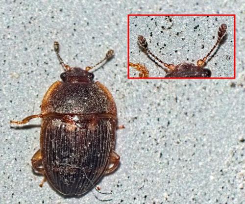 Stelidota geminata